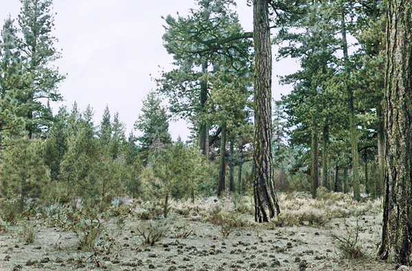 Holcomb Valley 1936 colorized